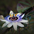 Passion Fruit Flower Photograph by Elaine Teague Passion Fruit Flower Photograph by Elaine Teague