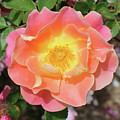 Pastel Sunset Rose Photograph by K P Pastel Sunset Rose Photograph by K P