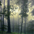 Path In the Mist Photograph by Evgeni Dinev Path In the Mist Photograph by Evgeni Dinev