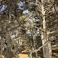 Pathway through the trees Point Lobos Photograph by Luisa Millicent Pathway through the trees Point Lobos Photograph by Luisa Millicent