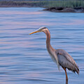 Patiently Waiting by Maryanne Keeling