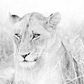 Patiently Waiting by Sandra Bronstein