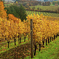 Patterns of Fall in the Vineyard Photograph by Leslie Struxness