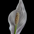 Peace Lily 2 Photograph by Endre Balogh Peace Lily 2 Photograph by Endre Balogh