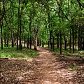 Peaceful Forest Path at Lyndon B. Johnson State Park by Brigitte Blanchette Thompson