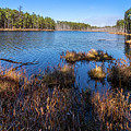Peaceful Pineland Photo Photograph by Louis Dallara Peaceful Pineland Photo Photograph by Louis Dallara
