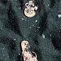 Peach Flowered Flops Photograph by Jennifer Robin Peach Flowered Flops Photograph by Jennifer Robin