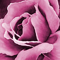 Peach Rose-Pink Painting by Hailey E Herrera Peach Rose-Pink Painting by Hailey E Herrera