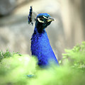 Peacock-A-Boo Photograph by Lens Art Photography By Larry Trager Peacock-A-Boo Photograph by Lens Art Photography By Larry Trager