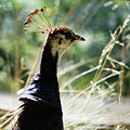 Peacock in the brush by Richard Reeve