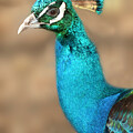 Peacock by Minnie Gallman