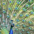 Peacock splendor by Avenue Des Images