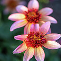 Pearl Pink Fire by Vera Chwostyk