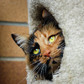 Peeping Tom Cat Photograph by Rick Deacon Peeping Tom Cat Photograph by Rick Deacon