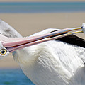 Pelican care 027 Digital Art by Kevin Chippindall Pelican care 027 Digital Art by Kevin Chippindall