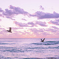 Pelican dream by Nova Rae