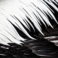 Pelican feathers by Sheila Smart Fine Art Photography Pelican feathers by Sheila Smart Fine Art Photography