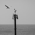 Pelican Flyby by Robert Wilder Jr