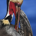 Pelican In Breeding Colors Photograph by John F Tsumas Pelican In Breeding Colors Photograph by John F Tsumas