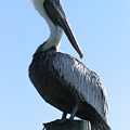 Pelican Roost Photograph by Heather E Harman Pelican Roost Photograph by Heather E Harman