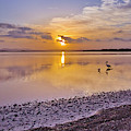 Pelican sunset 9885 Digital Art by Kevin Chippindall Pelican sunset 9885 Digital Art by Kevin Chippindall