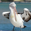 Pelican Tuncurry 590. Digital Art by Kevin Chippindall Pelican Tuncurry 590. Digital Art by Kevin Chippindall