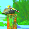 Pelicolor Photograph by Alison Belsan Horton Pelicolor Photograph by Alison Belsan Horton