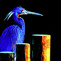 Pensive Blue Heron Digital Art by SnapHappy Photos Pensive Blue Heron Digital Art by SnapHappy Photos
