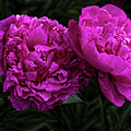 Peonies Photograph by Elaine Teague Peonies Photograph by Elaine Teague