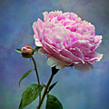 Peony 1 Photograph by Theresa Tahara Peony 1 Photograph by Theresa Tahara