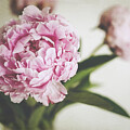 Peony Blooms by Lupen Grainne