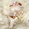 Peony - French Papers Photograph by Karen Lynch Peony - French Papers Photograph by Karen Lynch