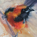 Perched Baltimore Oriole by Jani Freimann
