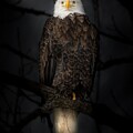 Perched beauty by Alan Moore