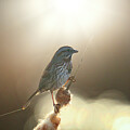 Perched For A Sunbath  by Thomas Nay