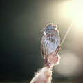 Perched in the evening sun by Thomas Nay