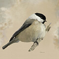 Perched Willow Tit by Bamalam Art