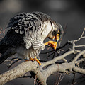 Peregrine Falcon on a Favorite Perch Photograph by Alyssa Tumale Peregrine Falcon on a Favorite Perch Photograph by Alyssa Tumale