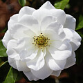 Perfect White Rose by Dawn Currie