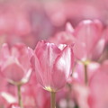 Perfectly Pink Photograph by Lens Art Photography By Larry Trager Perfectly Pink Photograph by Lens Art Photography By Larry Trager