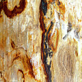 Petrafied Wood 2 by Vicki Hone Smith