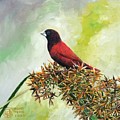 Philippine Bird 4 by Bong Perez Philippine Bird 4 by Bong Perez