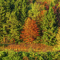 Philip's Autumn Trees Photograph by Don Nieman Philip's Autumn Trees Photograph by Don Nieman