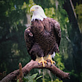 Photo 75 American Eagle Photograph by Lucie Dumas Photo 75 American Eagle Photograph by Lucie Dumas