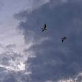 Photo 81 Pelicans Photograph by Lucie Dumas Photo 81 Pelicans Photograph by Lucie Dumas