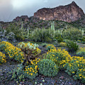 Picacho Peak Spring time at Sunset by Dave Dilli