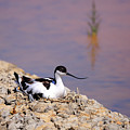 Pied avocet . Photograph by Frederic Bourrigaud Pied avocet . Photograph by Frederic Bourrigaud