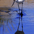 Pied avocet, Recurvirostra avosetta Photograph by Frederic Bourrigaud Pied avocet, Recurvirostra avosetta Photograph by Frederic Bourrigaud