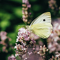 Pieris rapae sits on pink flower Photograph by Vaclav Sonnek Pieris rapae sits on pink flower Photograph by Vaclav Sonnek