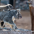 Piggy Back Rides Photograph by David Levin Piggy Back Rides Photograph by David Levin